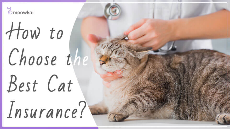 The Ultimate Cat Insurance Guide Meowkai