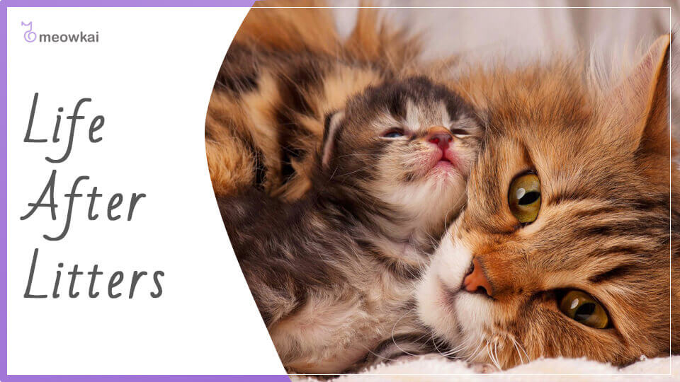 Cat Pregnancy Stages and Signs Meowkai