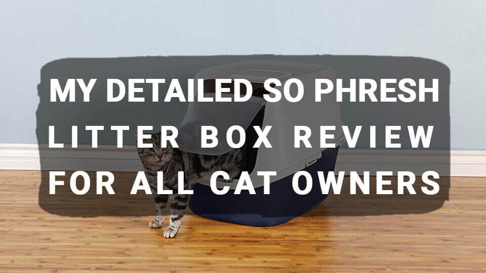 My Detailed So Phresh Litter Box Review For All Cat Owners Meowkai