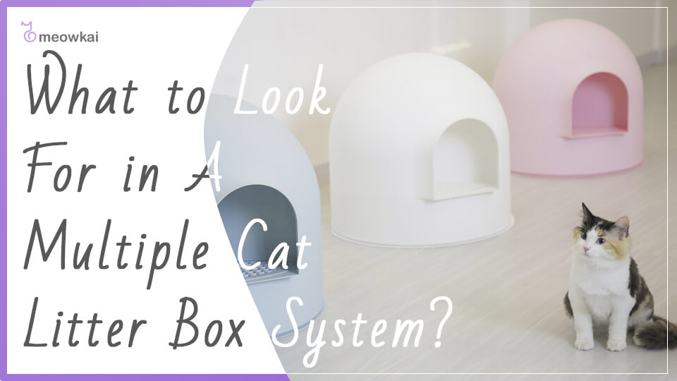 Litter Box for Multiple Cats Solutions Your Cat will Love Meowkai