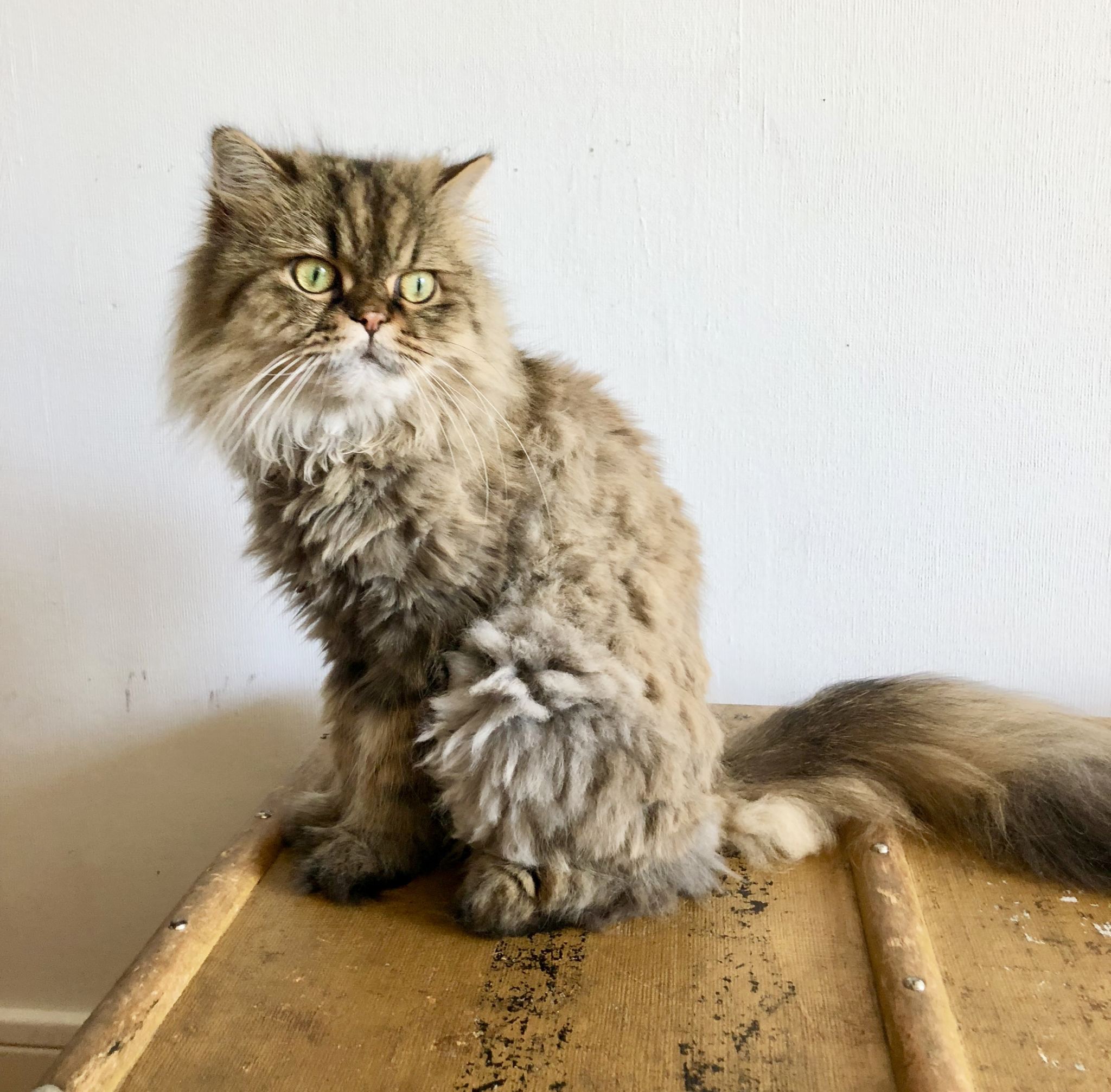 Cat Haircut at Home or the Groomers? Meow Lifestyle