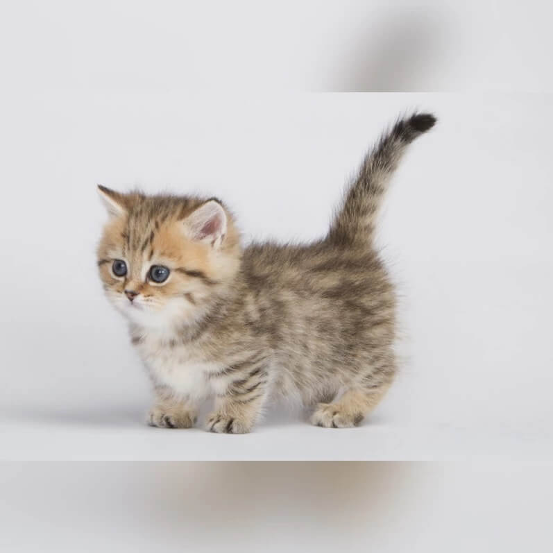 Bring Joy Home Adorable Munchkin Kittens for Adoption MeoWoff