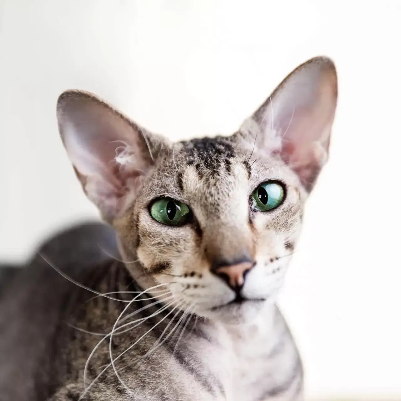 Oriental Kittens Breeder Meowoff Discover the Perfect Playful