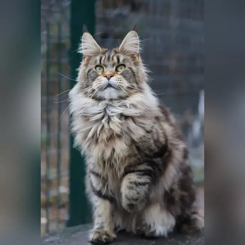 Katerina Maine Coon Female (Available) 2350 MeoWoff Kittens For Sale