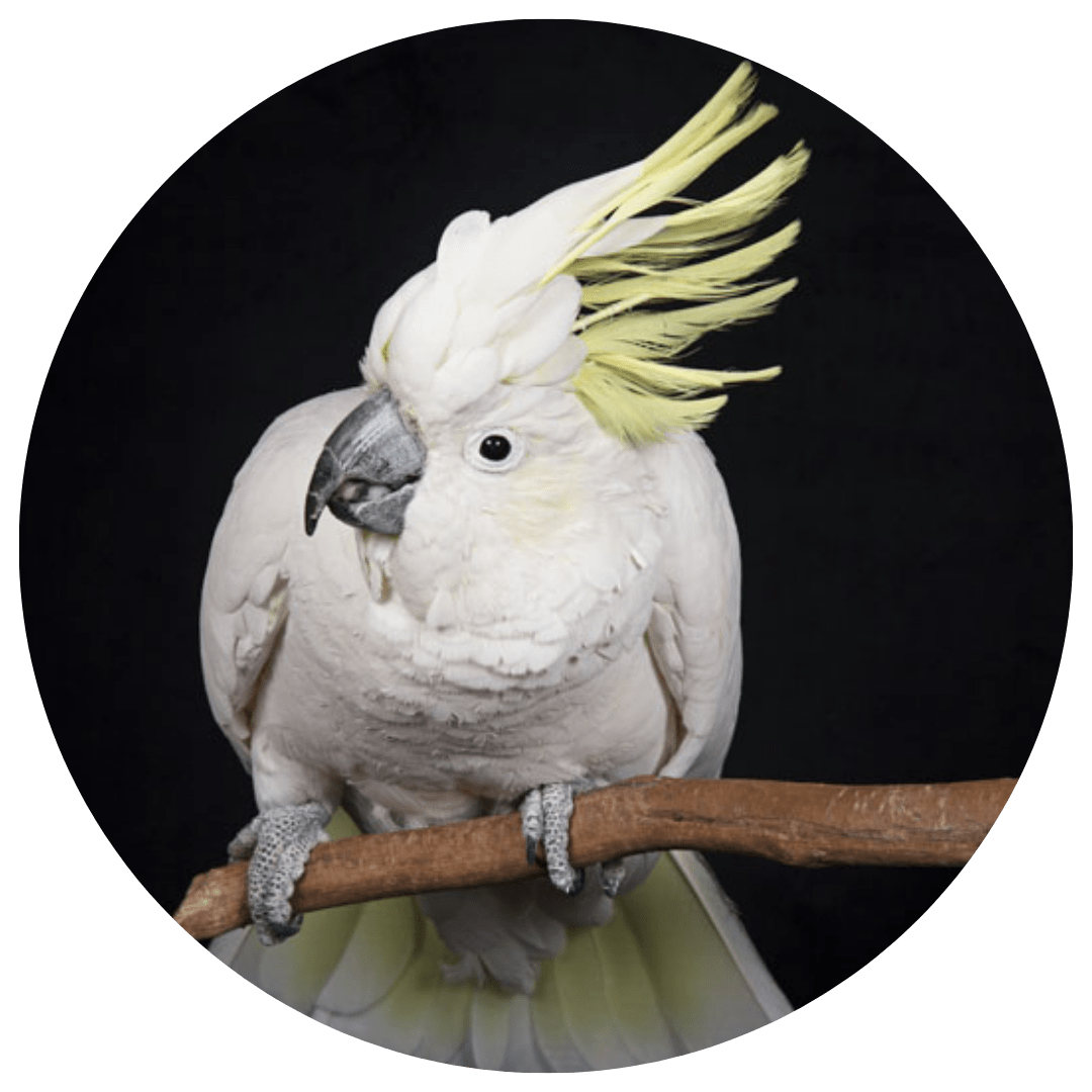 Birds ME Pet Photography AwardWinning Animal Portraits in Brisbane