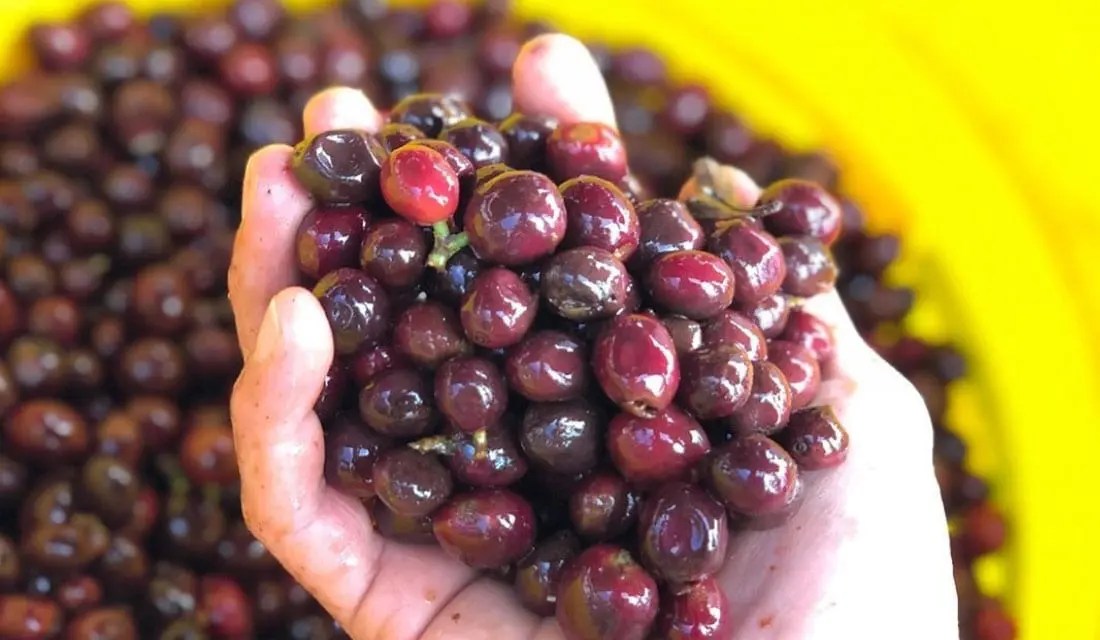 Geisha coffee, the world's most expensive bean from Panama Meraki