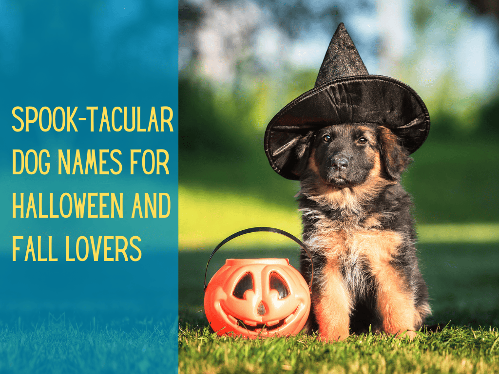 243 Best Halloween Dog Names For Spooky Dog Lovers