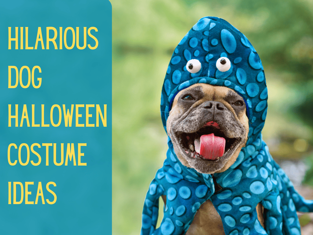 74 Creative Dog Halloween Costumes For A Spooky 2024