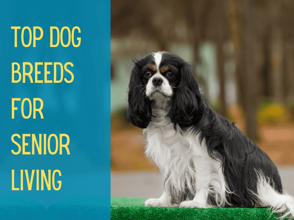 8 Best Dogs For Seniors Perfect LowMaintenance Breeds