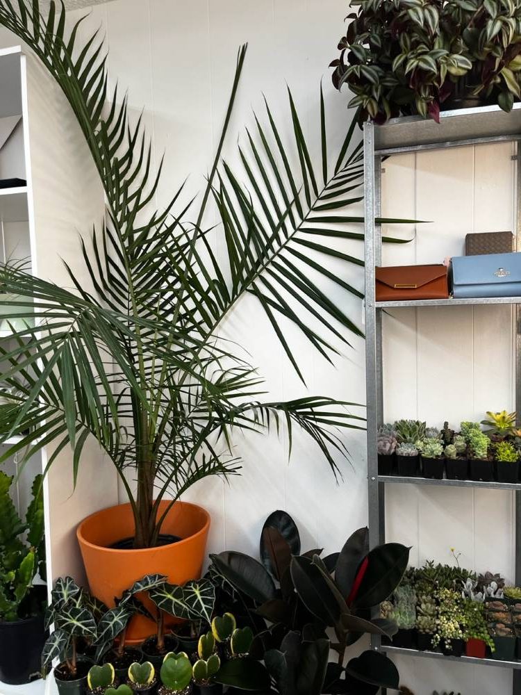 Rare, exotic plant shop joins Downtown Merced scene — Merced County Times