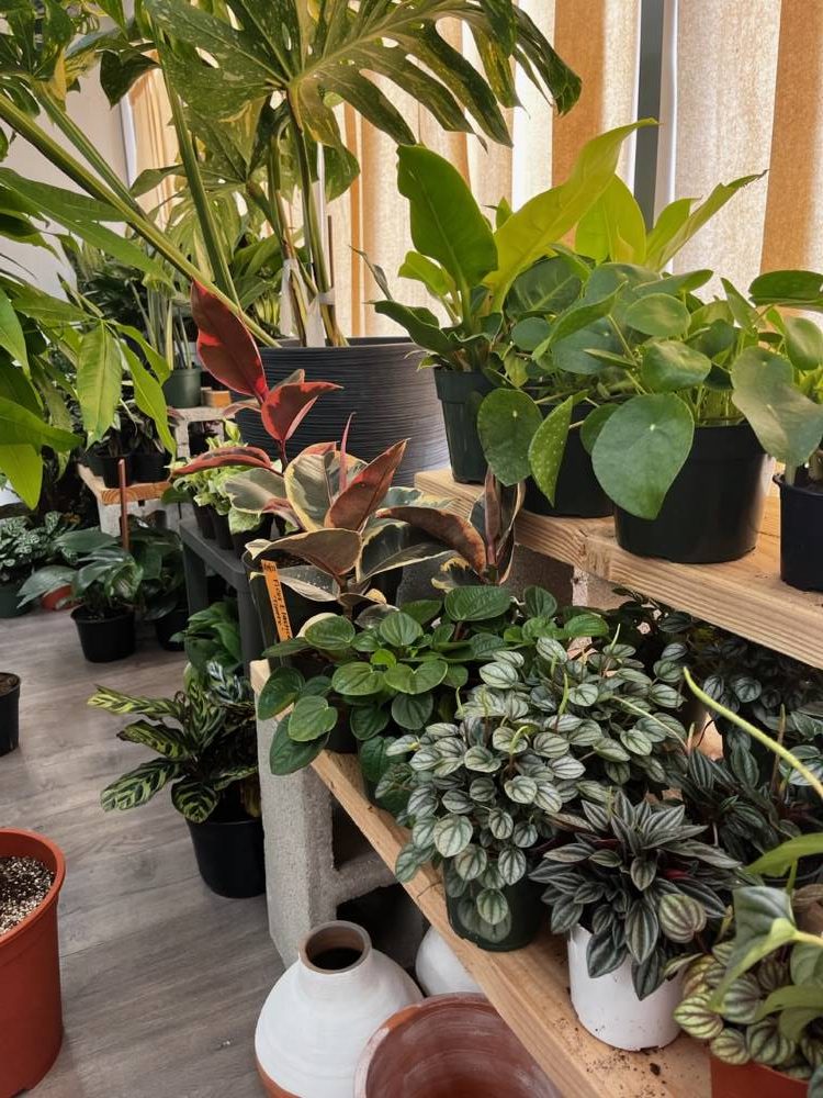 Rare, exotic plant shop joins Downtown Merced scene — Merced County Times