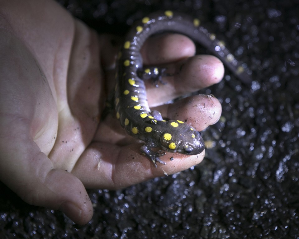 Yellow Spotted Salamander MercerMe