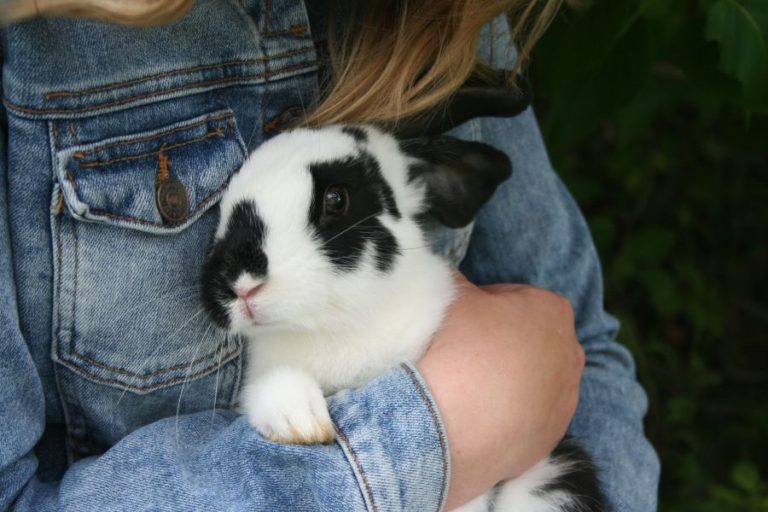 Do Rabbits Like to Be Petted? The Full Guide Mercury Pets