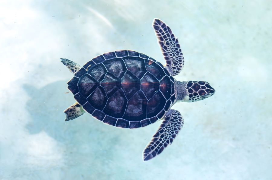 Are Turtles Born With Shells? The Complete Guide Mercury Pets