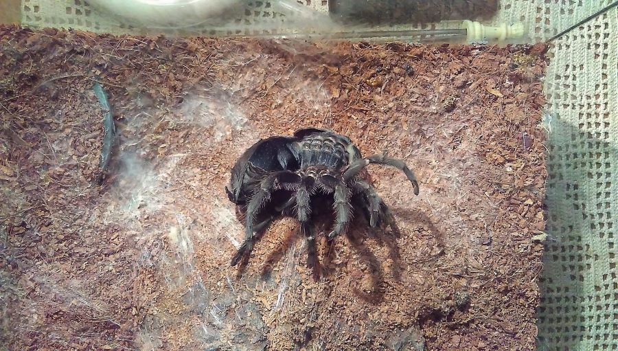 12 Things to Know About Spiders Molting Mercury Pets