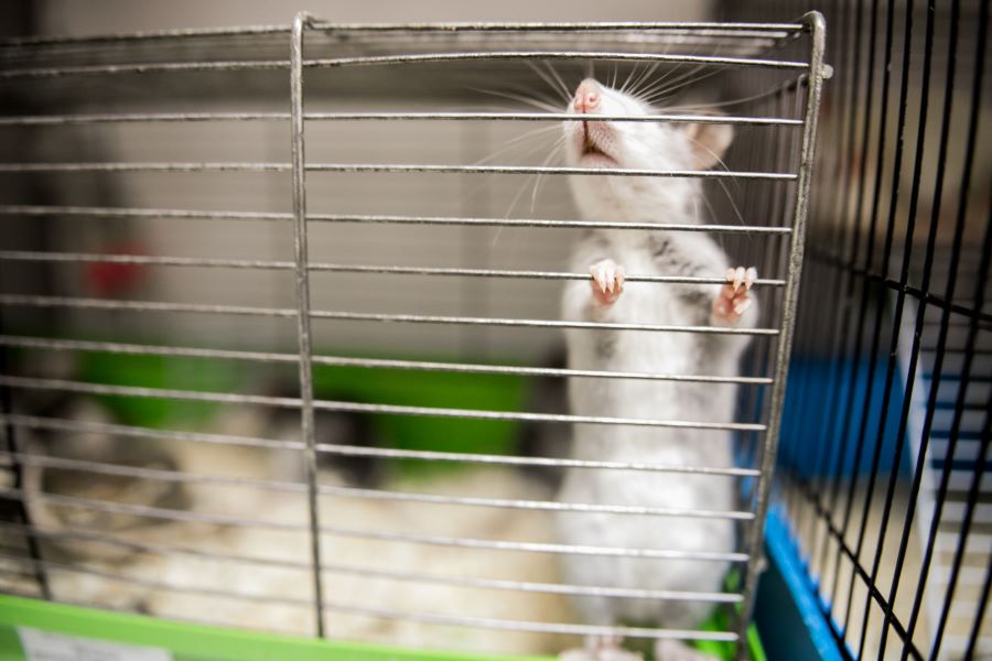 8 Reasons Why Rats Carry So Many Diseases Mercury Pets