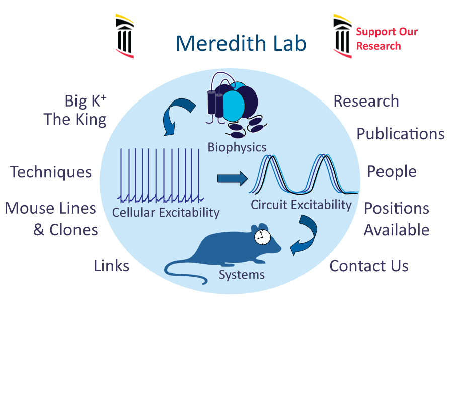 Meredith Lab