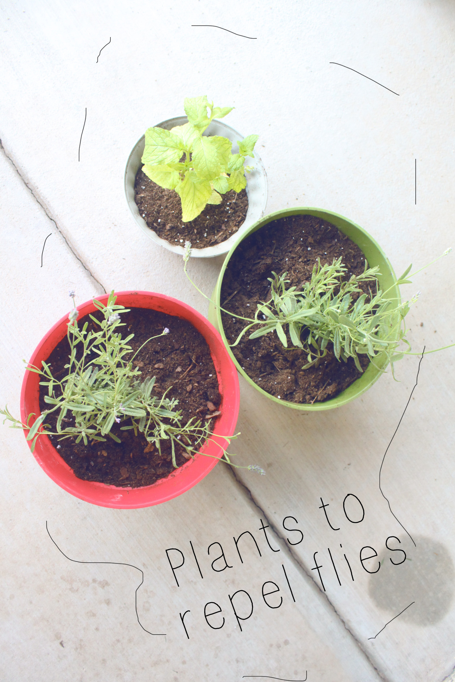 Planting Lavender and Mint Meredith Rines