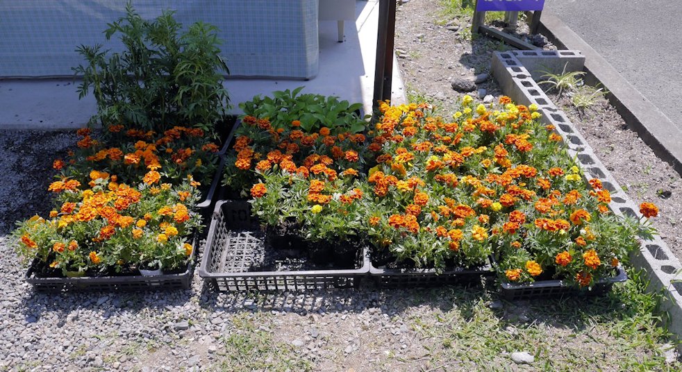花壇にも花が メルファーふたがみ 愛媛県ぶどう ブルーベリー狩り 花壇にも花が メルファーふたがみ 愛媛県ぶどう ブルーベリー狩り