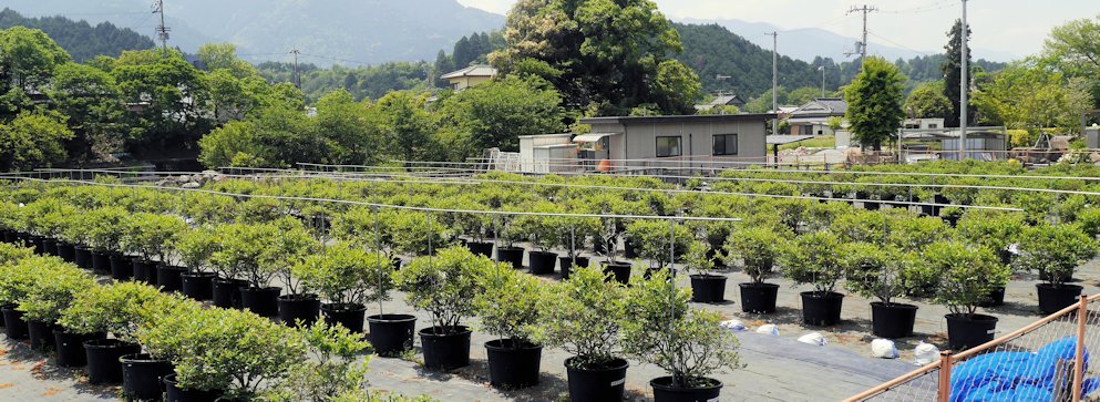 防鳥ネット掛け用棚