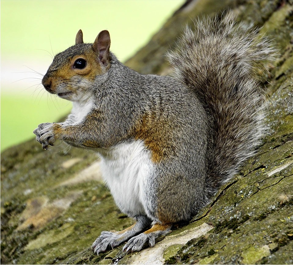 Squirrels Control London Merida Pest Control