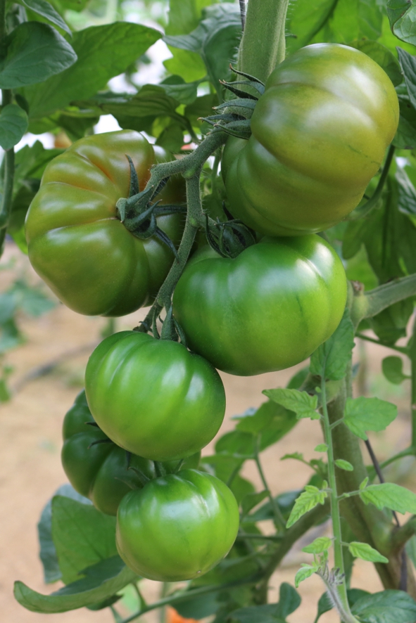 Marmande Tomato Seeds International Meridiem Seeds