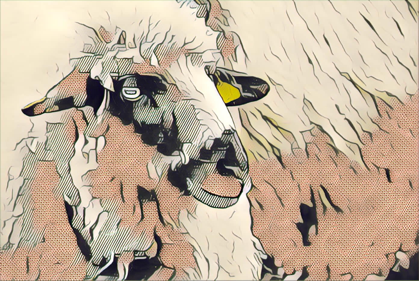 Is Merino Wool Itchy? Merino Wool Rocks