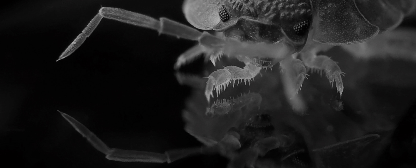 Bed Bug Bites What Do They Look like? Merlin Environmental