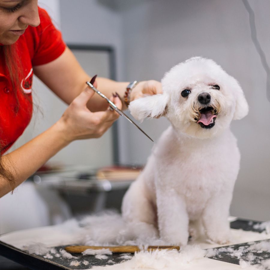 Pet Grooming Orchid Island Dog Spa