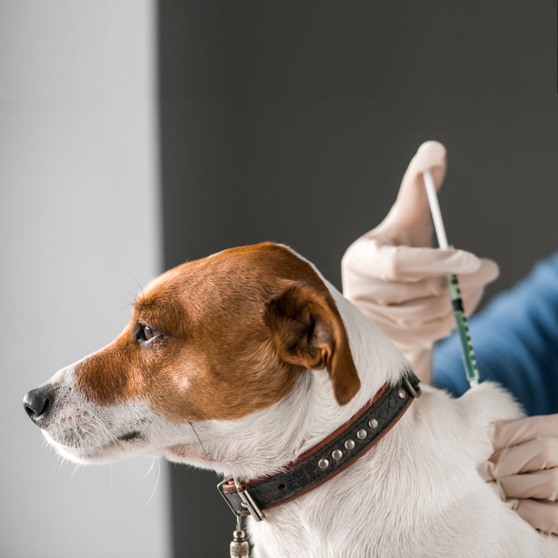 Vaccinations Mermaid Vet