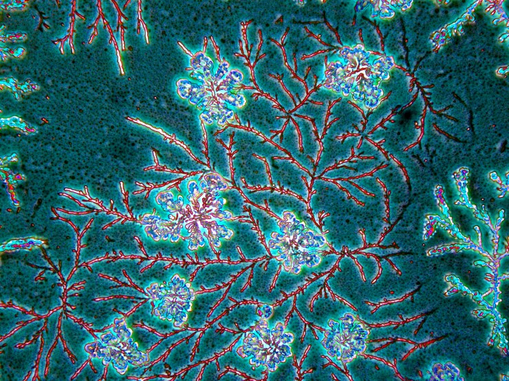 Atlas of Biological Vortex Patterns