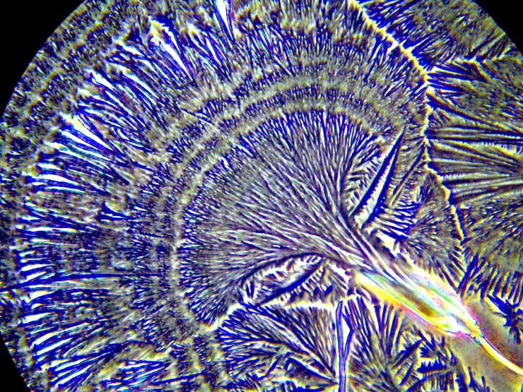 Atlas of Biological Vortex Patterns