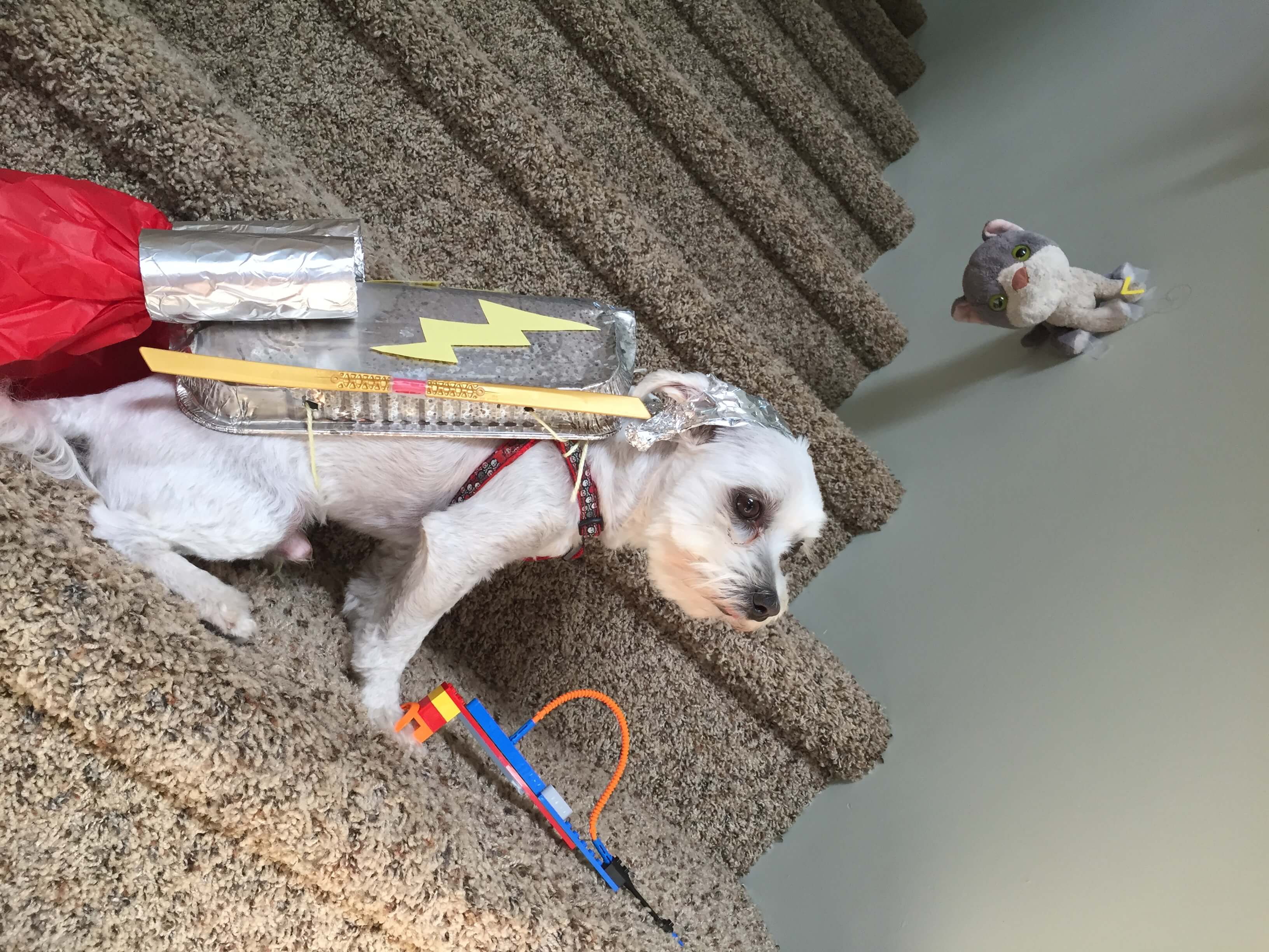 8 Adorable DIY Halloween Dog Costumes Merry About Town