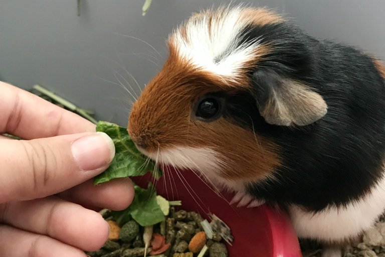 Teaching Impulse Control Getting a Guinea Pig Merry About Town