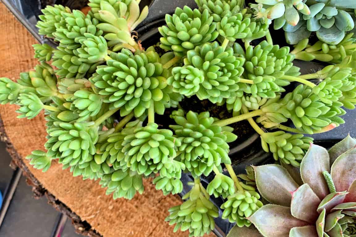 The Best Indoor Succulents That Anyone Can Grow Merry