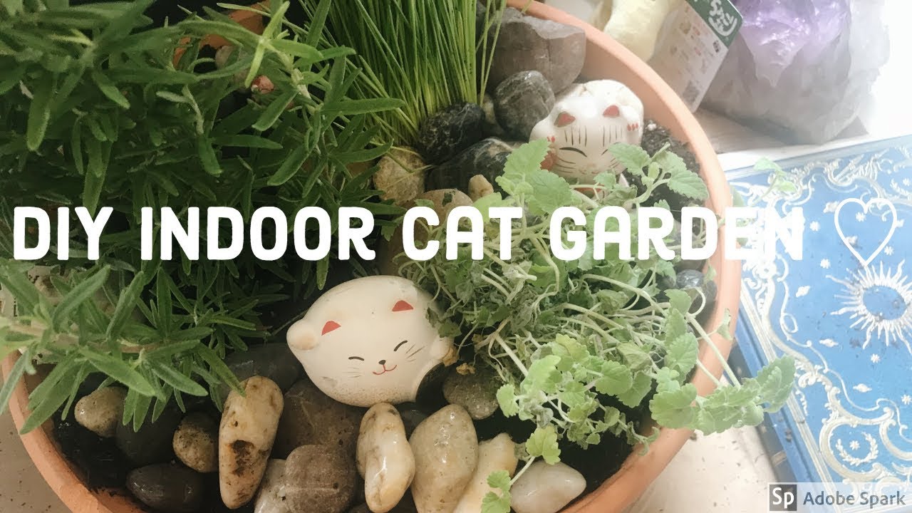 DIY INDOOR CAT GARDEN MerryGardener