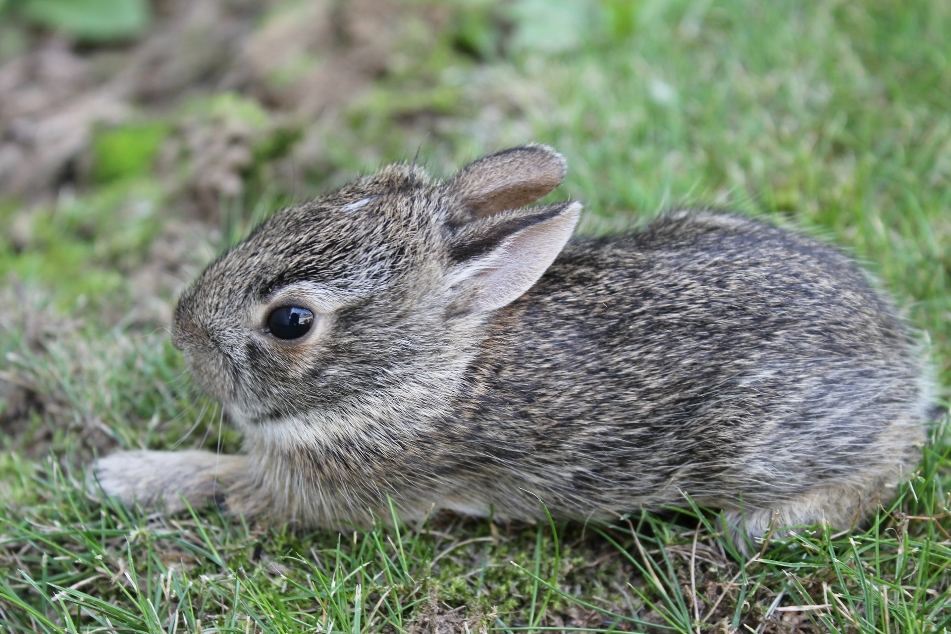 Bébé lapin Une petite boule de poils que l'on adore