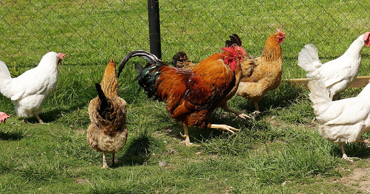 Quel Poulailler Choisir ? Mes Poules