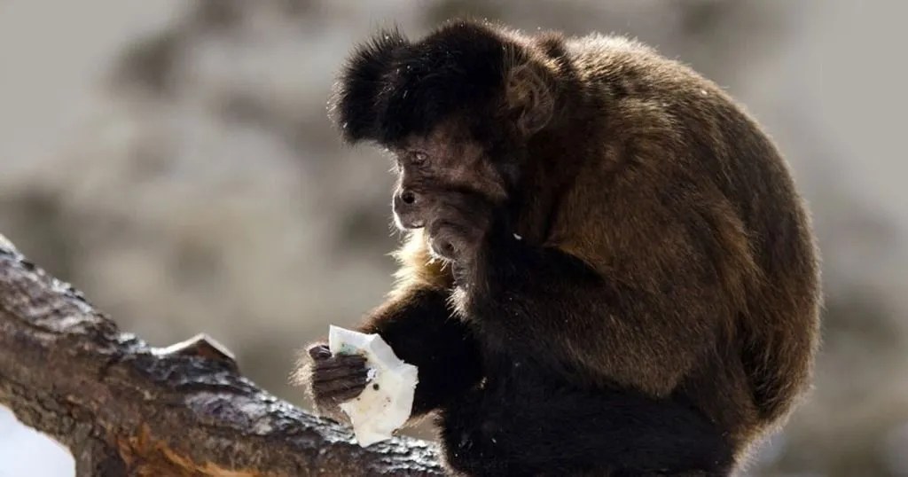 Unraveling primate behavior: why monkeys rub their fur | Noldus