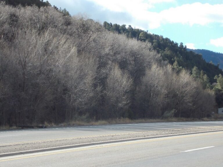 Update on the Siberian Elm Treatment Official site of the