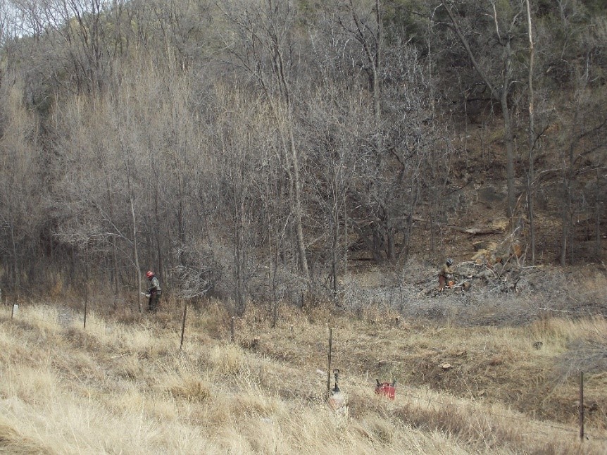 Update on the Siberian Elm Treatment Official site of the