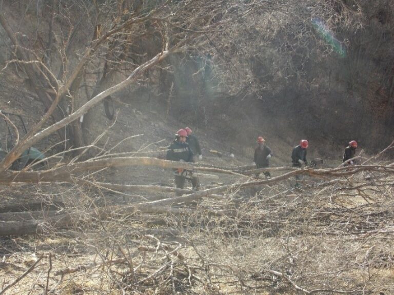 Update on the Siberian Elm Treatment Official site of the