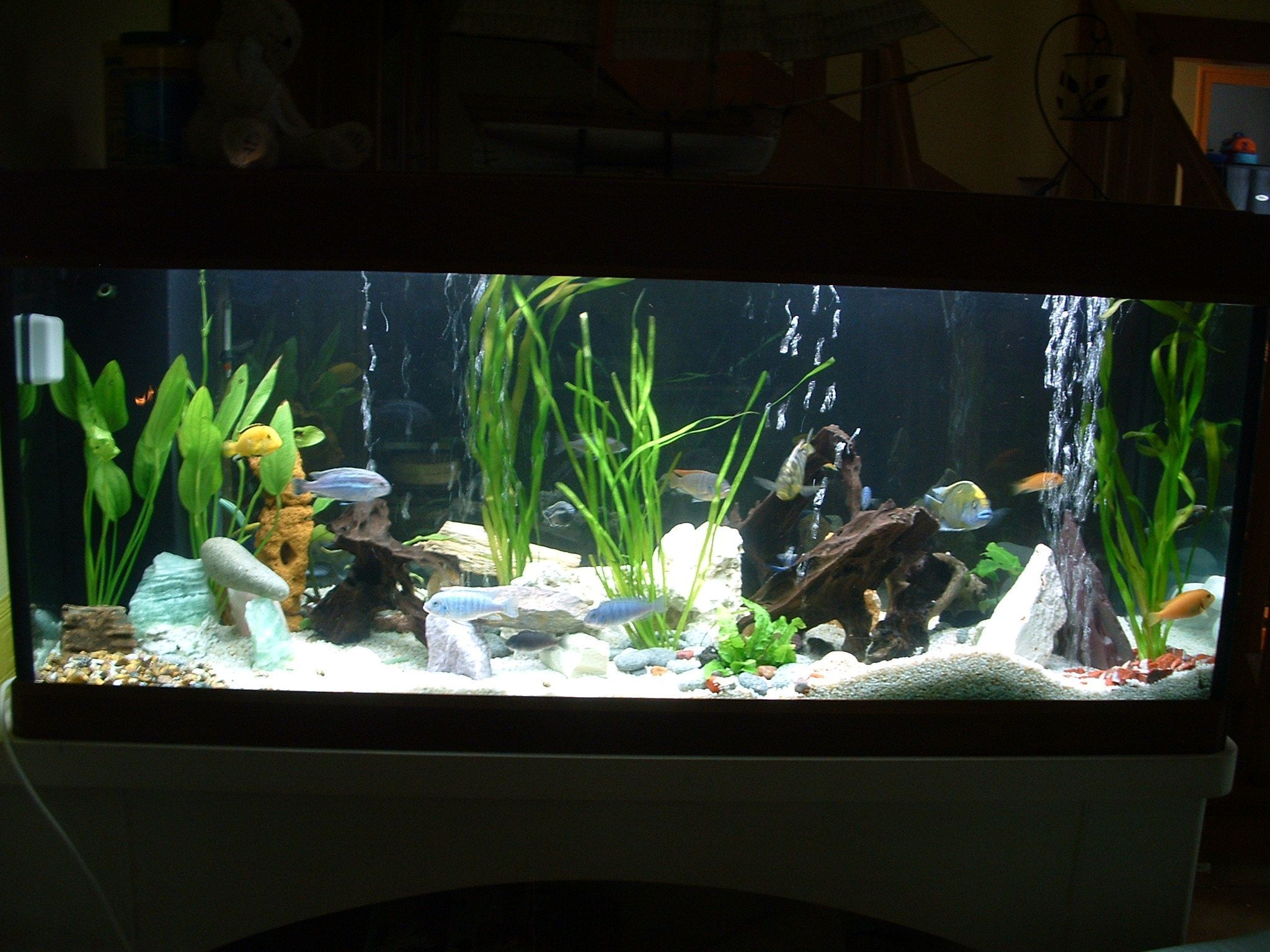 Aquariophilie venez présenter vos aquariums! [Topic Unique] Page 4