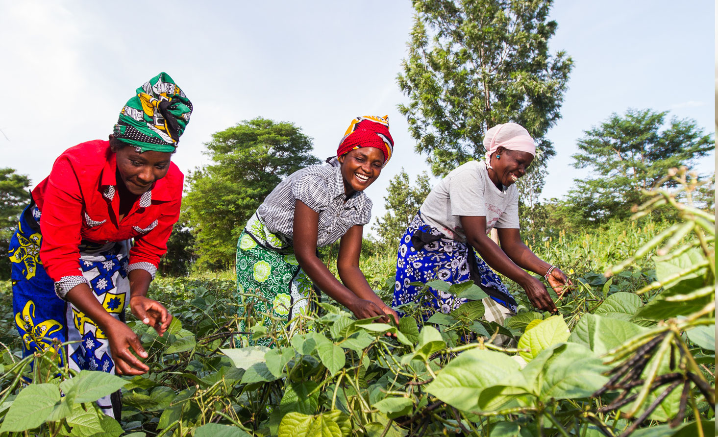Farmers in Eastern Kenya to earn USD40m from exports of green grams