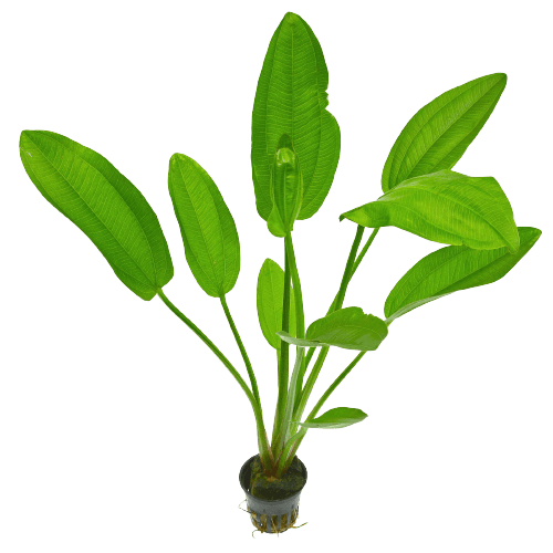 Mexican Sword Plant Echinodorus Palaefolicus Mesopy