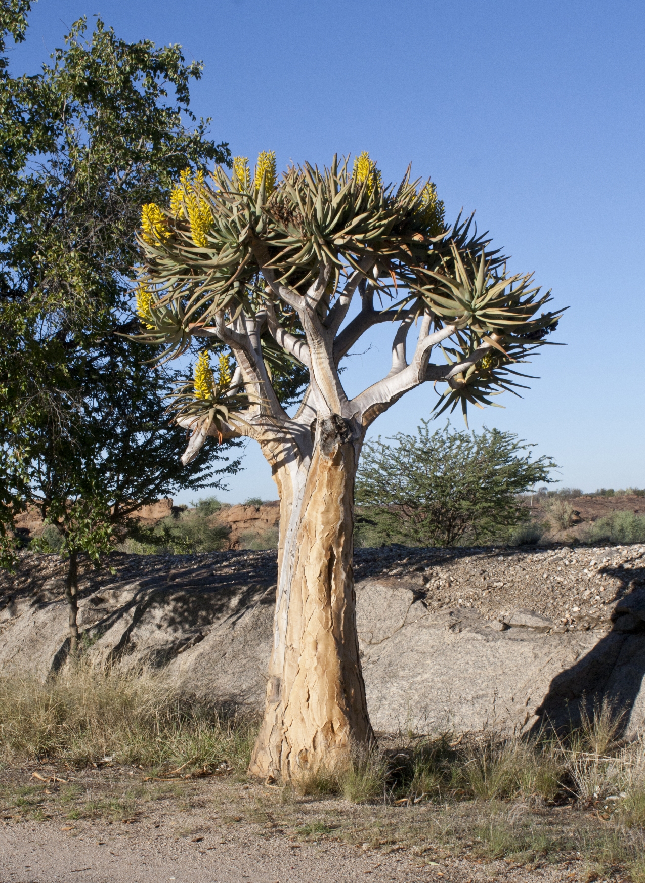 Narilatha Flower Wikipedia In Hindi Best Flower Site