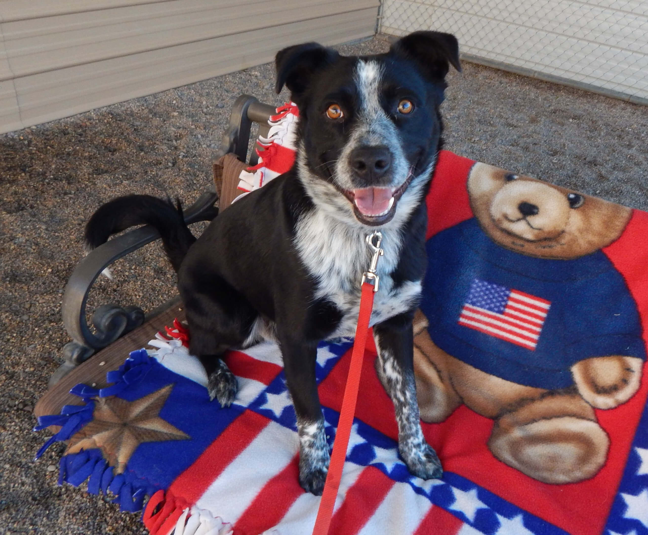 Mesquite Animal Shelter Pet Listing December 13, 2019 Mesquite Local News