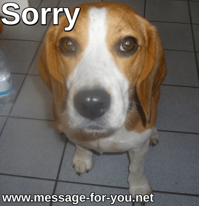 Beagle Emma is back!