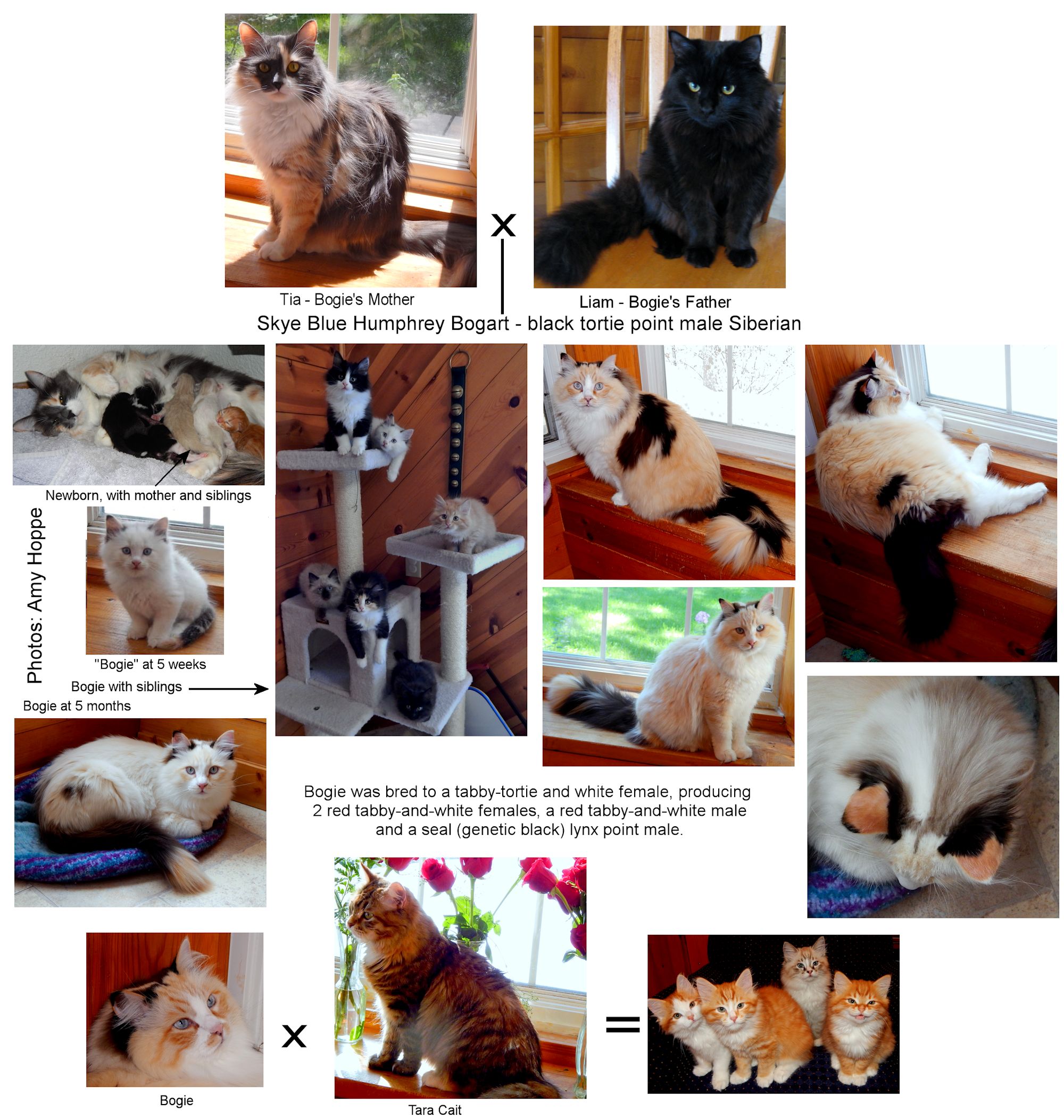 CAT CHIMERAS (MALE AND FEMALE)