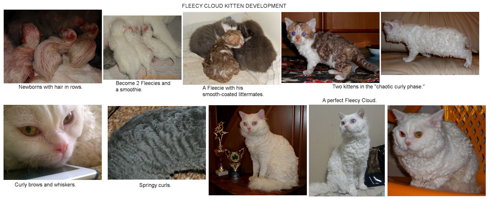 RUSSIAN AND UKRAINIAN CAT BREEDS